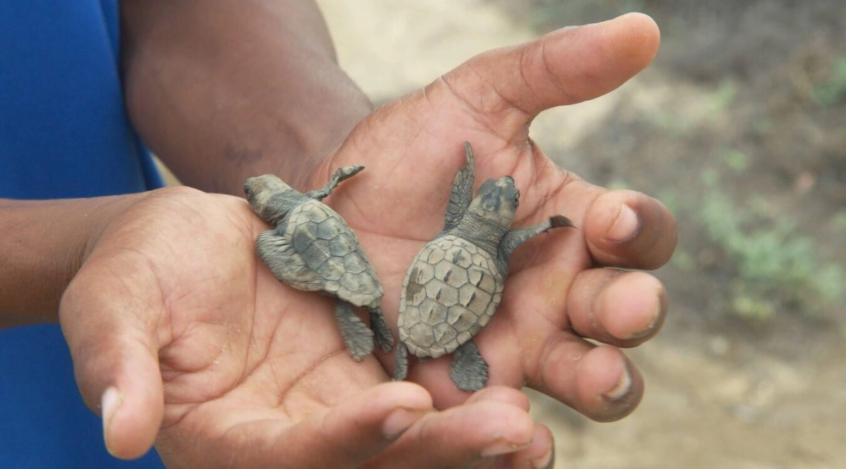 Docs: The Coriolis Effect